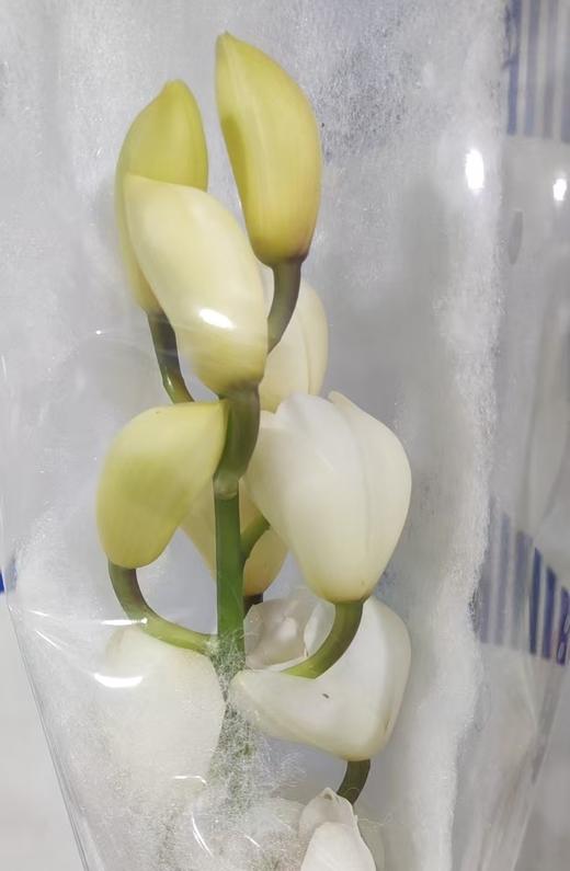 兰花 | 大花蕙兰白色 【轻微瑕疵不售后】 商品图0