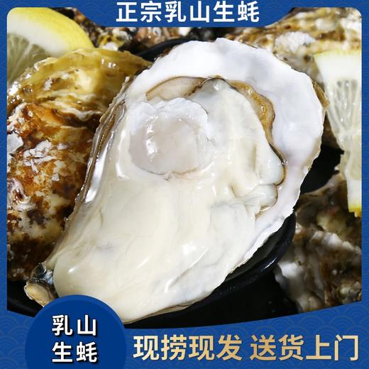 【正宗乳山生蚝】“乳山牡蛎”商标授权； •国家地标产品标识； •乳山政府授予的溯源防伪码！ 商品图0