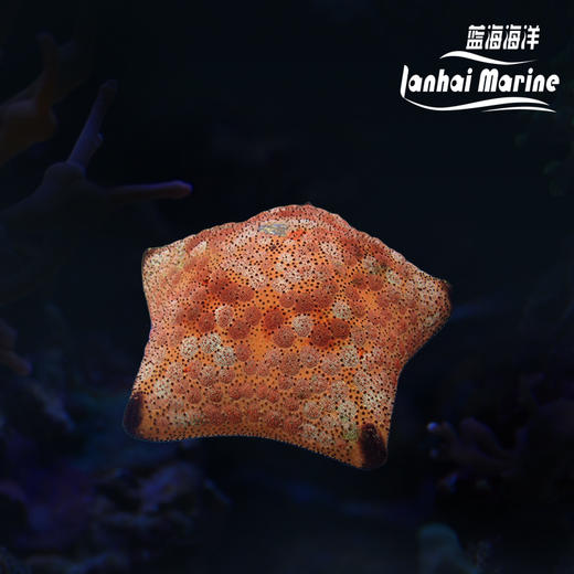 面包海星 商品图0