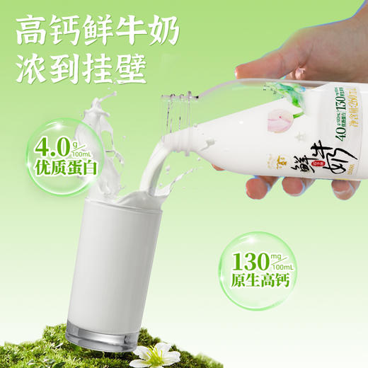 【快递直达】西湖牌高钙鲜牛奶260mL（多规格可选） 商品图3