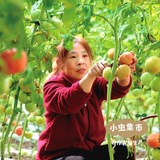 新疆有机番茄丁 300g*6罐 | 合作农友生产，产自新疆焉耆，生产者：王忠军 *【公平贸易农人定价】 商品图9