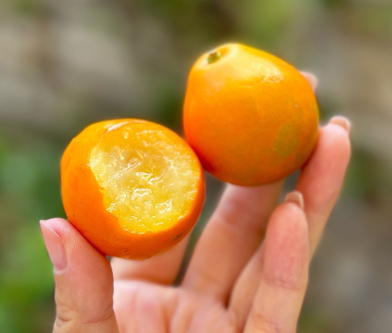 广西融安脆蜜金柑