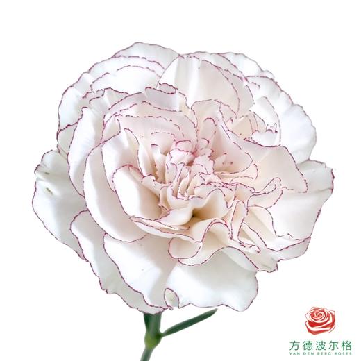 单头康乃馨-蝴蝶 10枝一扎 商品图0