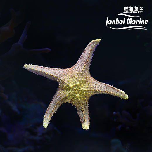 正海星 商品图0