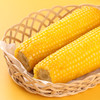 东北有机甜糯玉米|大庆基地直发包邮 商品缩略图1