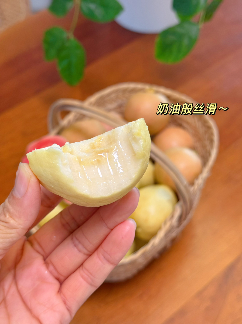 【奶油芭乐熟了，发京东快递】自然树上熟   海边盐碱地  生态种植 不打除草剂   口感滑嫩  果香浓郁 好吃不怕胖 天然膳食纤维