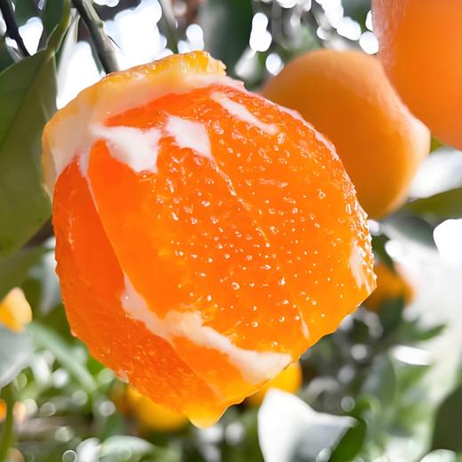 【纽荷尔脐橙】秭归黄金产区果肉细嫩 无核 酸甜适中橙香十足 商品图1