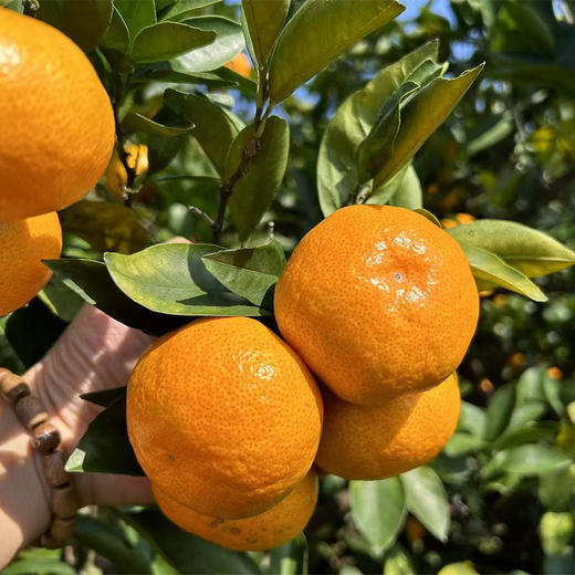 正宗浙江临海涌泉蜜橘柑橘 新鲜橘子当季水果无核甜桔子 口感香甜果肉饱满 18个装/24个装 商品图0