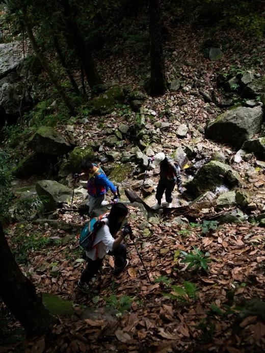 【已成团】行走自然: 黄山保护区探索团 4月团招募 四天三晚 （12人满团，4月10日截团） 商品图0