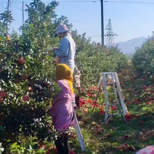 【积分兑换】010山东烟台红富士  酸甜适中  果肉松脆  皮略厚 带皮啃更香  北纬37度 黄金维度带 150年种植历史 商品图7