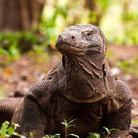 从野性到灵性，在自然教育中看见成长的副本【巴厘岛-科莫多】 7天6晚 商品图10