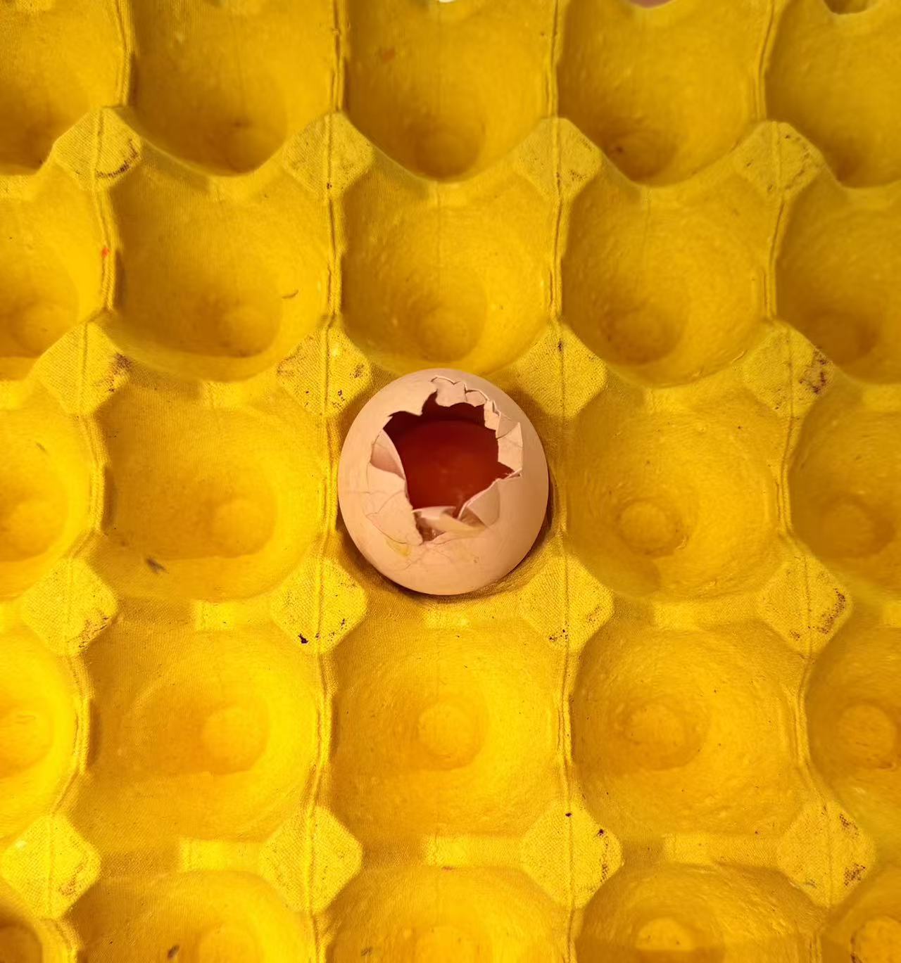 【次品门店】破蛋