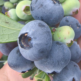 【云南好物】花香蓝莓 125g/盒 顺丰直达