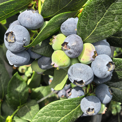 【云南好物】花香蓝莓 125g/盒 顺丰直达 商品图5