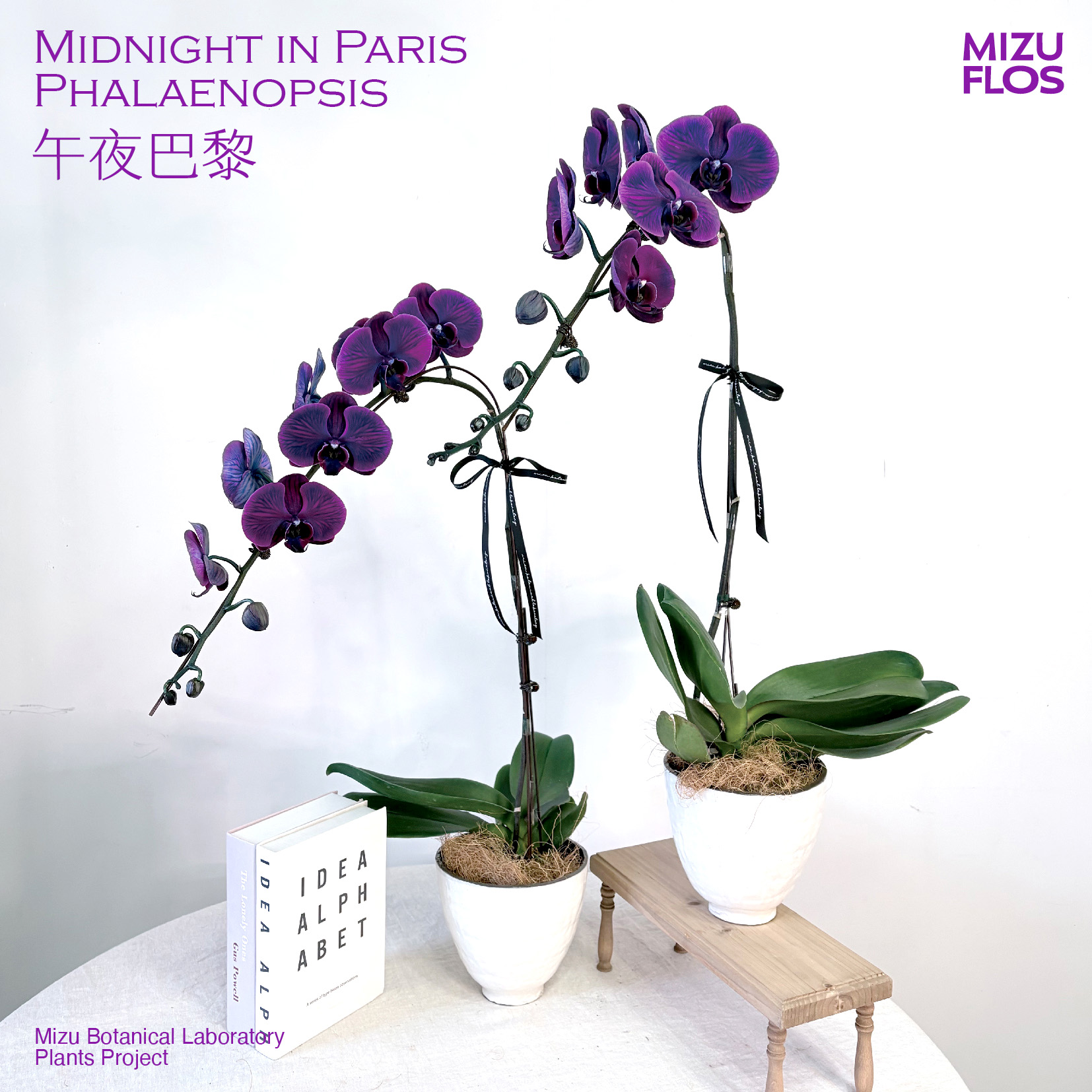 新年甄选蝴蝶兰-午夜巴黎（北京同城闪送）