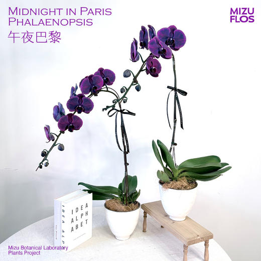 新年甄选蝴蝶兰-午夜巴黎（北京同城闪送） 商品图0