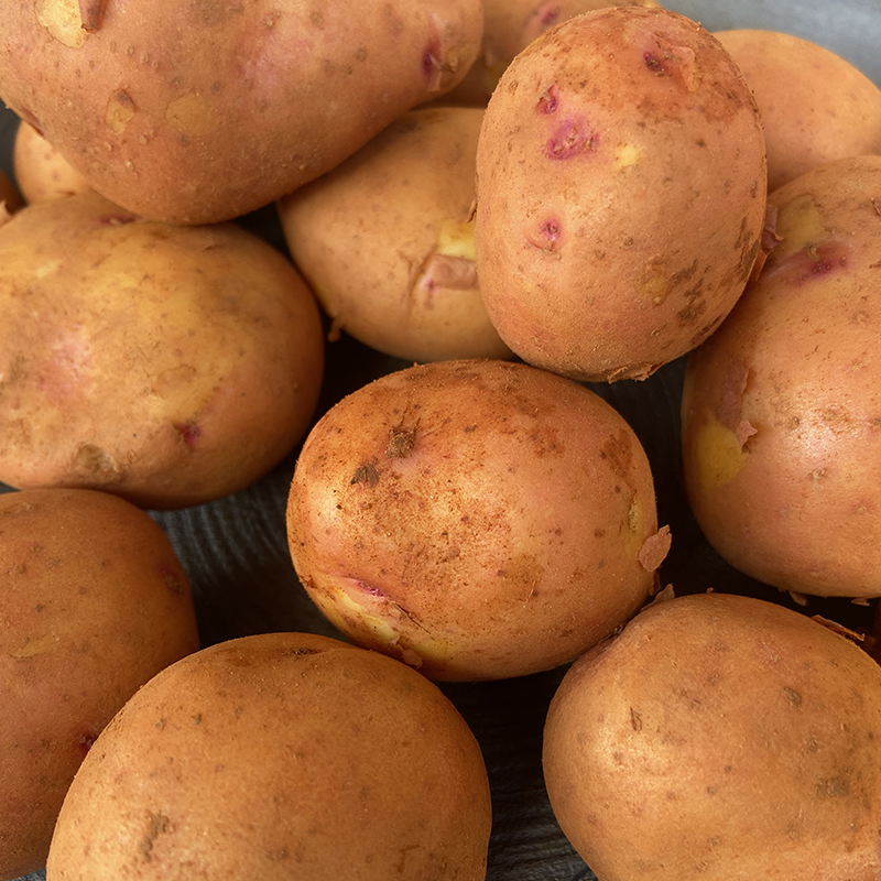 【静乐高原有机红皮黄心土豆】助力乡村！高原！巨面！巨软糯！巨香！清炒油炸红烧都是一绝！比肉还好吃的静乐高原青薯9号红皮土豆