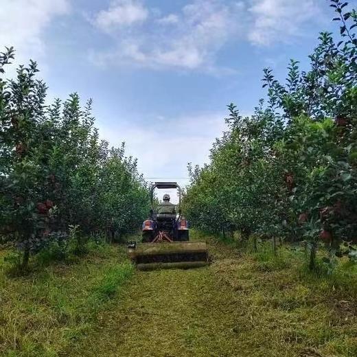 【积分兑换】010山东烟台红富士  酸甜适中  果肉松脆  皮略厚 带皮啃更香  北纬37度 黄金维度带 150年种植历史 商品图4