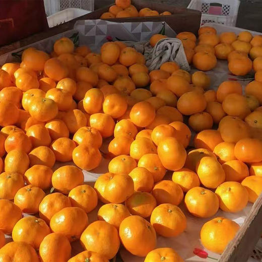 正宗浙江临海涌泉蜜橘柑橘 新鲜橘子当季水果无核甜桔子 口感香甜果肉饱满 18个装/24个装 商品图1