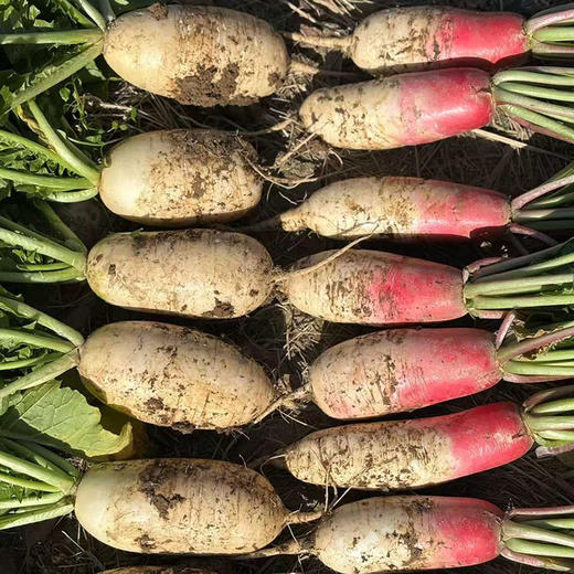 五峰高山当季新鲜蔬菜水果萝卜白萝卜白皮红皮带泥混装随机发货 商品图7