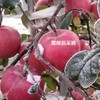 【积分兑换】010山东烟台红富士  酸甜适中  果肉松脆  皮略厚 带皮啃更香  北纬37度 黄金维度带 150年种植历史 商品缩略图8