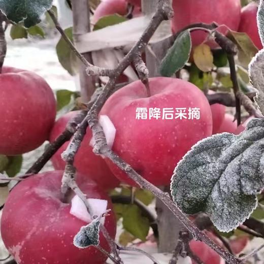 【积分兑换】010山东烟台红富士  酸甜适中  果肉松脆  皮略厚 带皮啃更香  北纬37度 黄金维度带 150年种植历史 商品图8