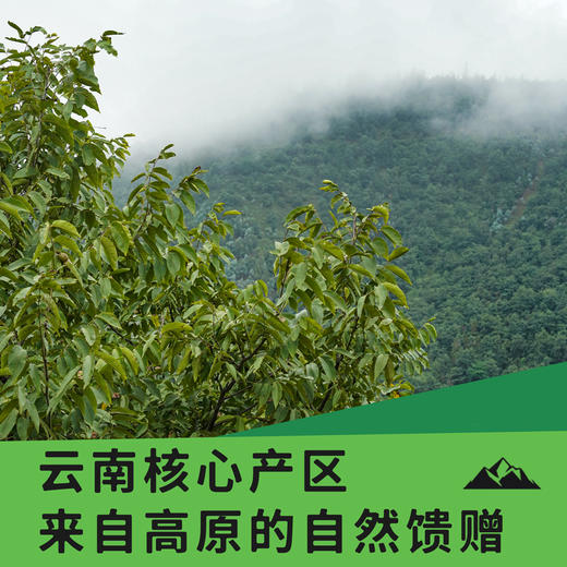 采云记云南有机核桃仁500g真空袋装 不苦不涩 回味清甜 双有机认证 商品图1