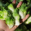 正宗四川新鲜抱儿菜 农家自种新鲜采摘 商品缩略图0