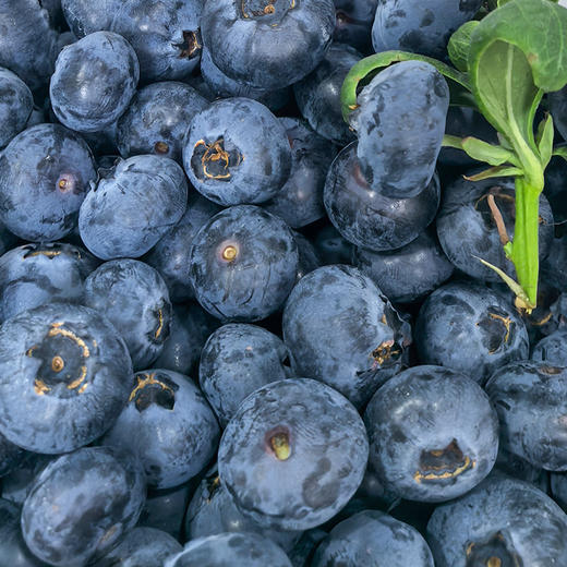 【云南好物】花香蓝莓 125g/盒 顺丰直达 商品图6