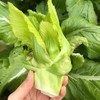 正宗四川新鲜抱儿菜 农家自种新鲜采摘 商品缩略图3