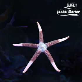 巴布亚金手指星