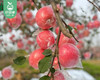 山西万荣羊奶苹果（80-90#）/1箱（8-11个，2.5kg±100g） 商品缩略图5