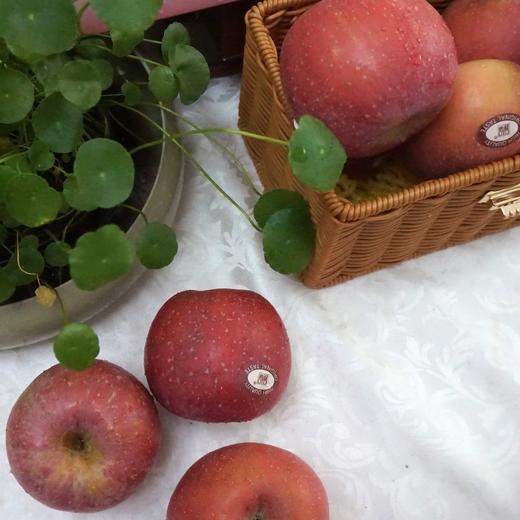 【积分兑换】010山东烟台红富士  酸甜适中  果肉松脆  皮略厚 带皮啃更香  北纬37度 黄金维度带 150年种植历史 商品图1