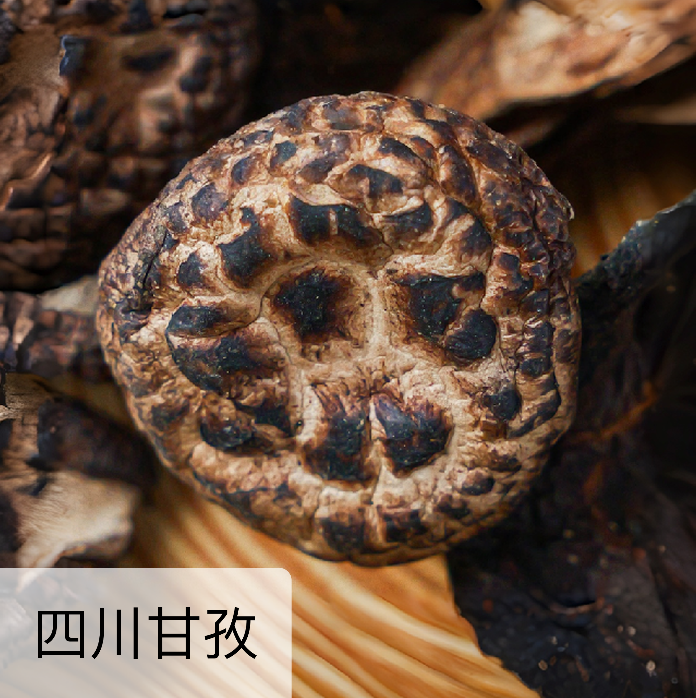 高原野生黑虎掌菌  50克/袋