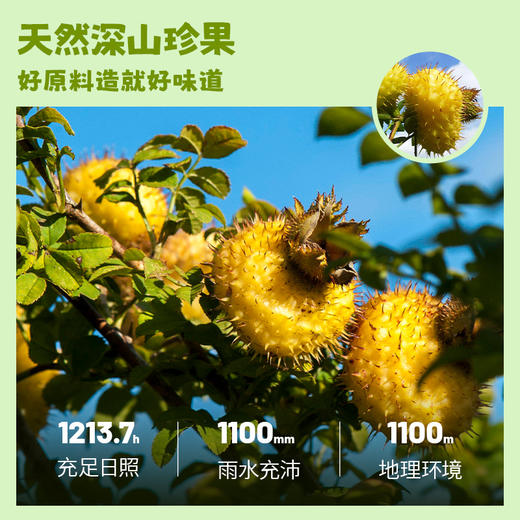 【2份立减10元】贵州深山刺梨干 富含维生素C  优选大果 自然晾晒  无添加 获得金奖 100g/袋 商品图3