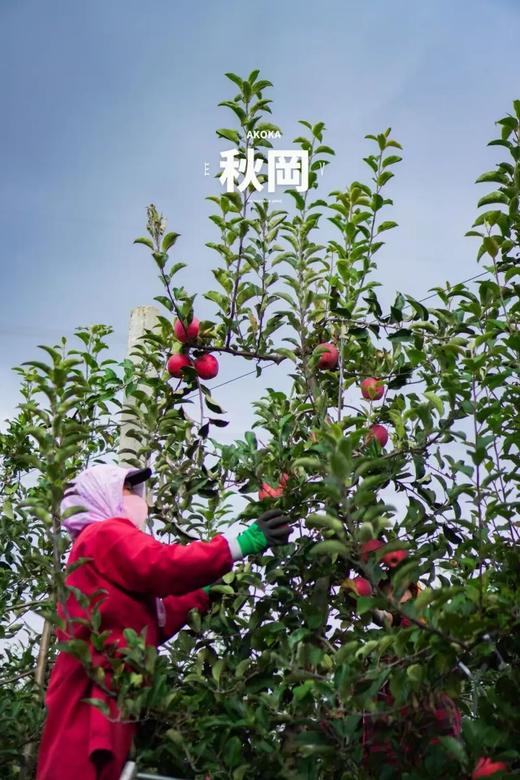 日本&新西兰杂交青红苹果！香脆酸甜 细嫩暴汁超好吃！ 商品图5