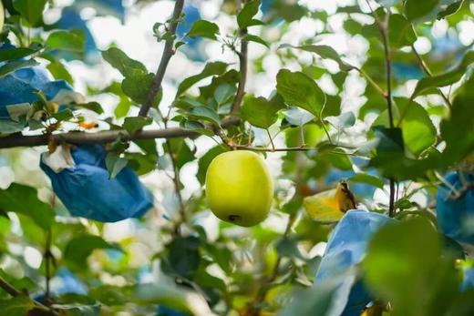 日本&新西兰杂交青红苹果！香脆酸甜 细嫩暴汁超好吃！ 商品图2