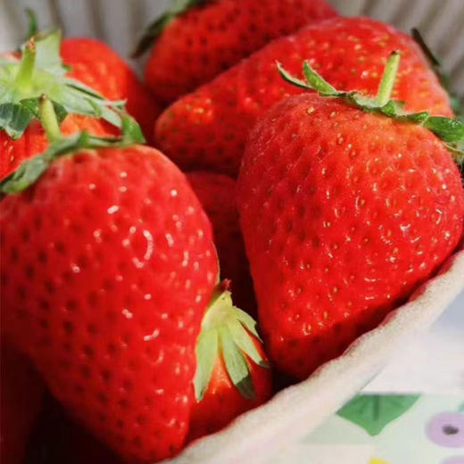 【大凉山露天草莓】现摘现发 高山阳光自然熟 不打膨大剂 顺丰发货  商品图0