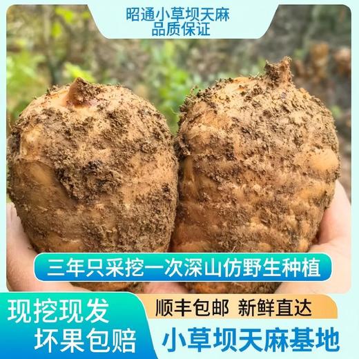 云南昭通彝良小草坝有机新鲜天麻，多个等级新鲜上市 商品图0