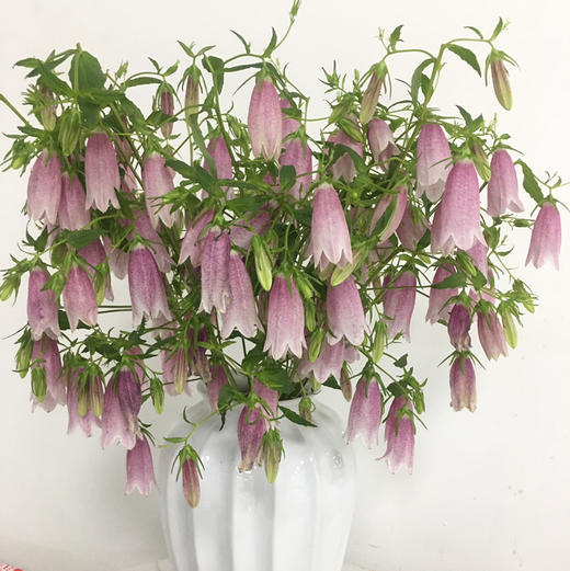 紫斑风铃 商品图0