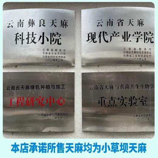 云南昭通彝良小草坝有机新鲜天麻，多个等级新鲜上市 商品图4