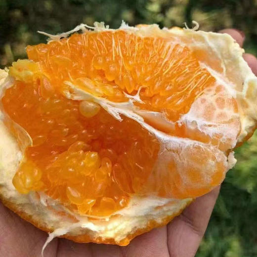 热销爆款！四川春见耙耙柑，果肉软嫩到入口即化，一抿爆汁，甘甜如蜜！ 商品图3