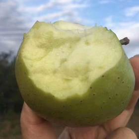 王林苹果一口清脆，满口幽香  当季新鲜采摘