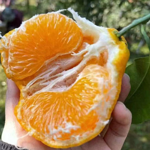 热销爆款！四川春见耙耙柑，果肉软嫩到入口即化，一抿爆汁，甘甜如蜜！ 商品图1