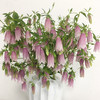 紫斑风铃 商品缩略图6