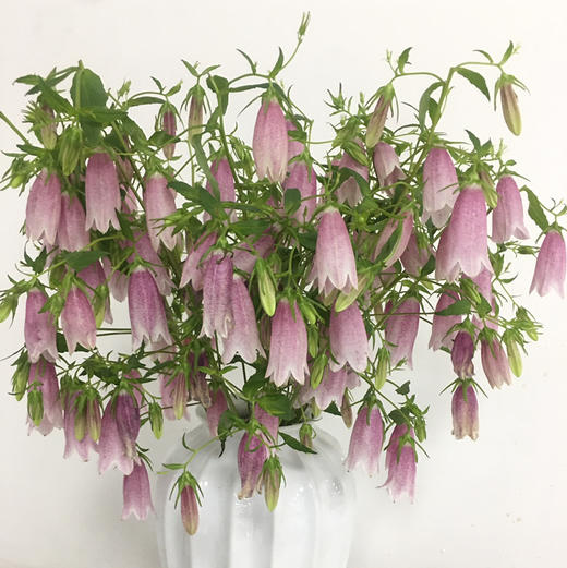 紫斑风铃 商品图6