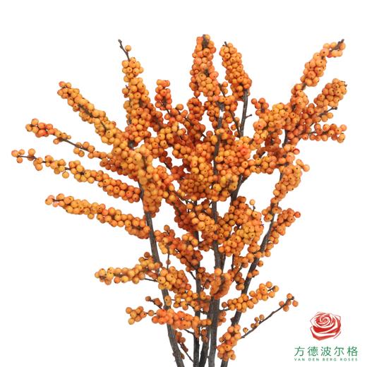 新桉冬青AA 50cm 5枝一扎 商品图0