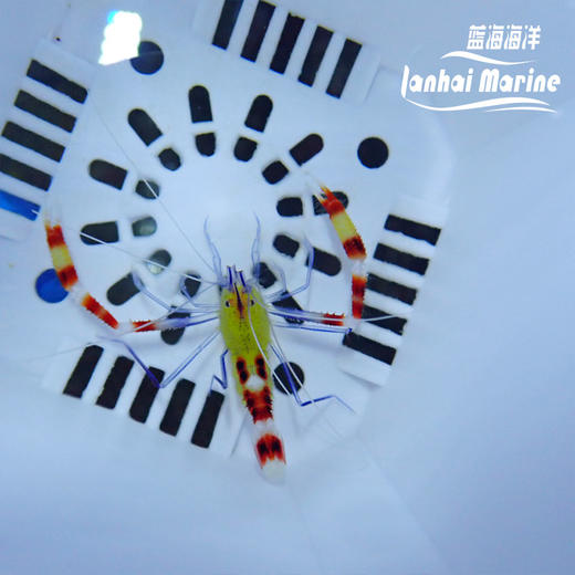 黄美人虾 商品图3