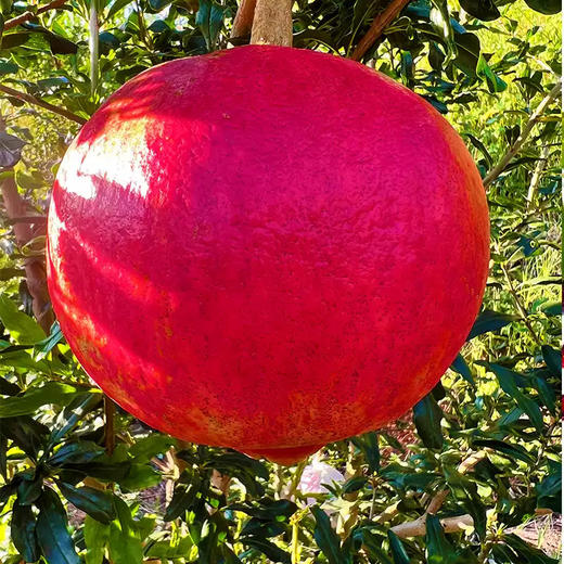 云南大理黑珍珠酸甜石榴 彩箱净重5-5.5斤（6-8个）粒粒饱满坏果包赔 商品图2