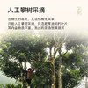 贝叶集红茶百年古树红茶系列蜜甜香月华高端茶叶伴手茶礼 商品缩略图3